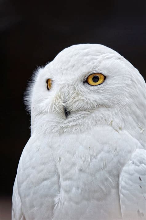 owl images    pexels stock