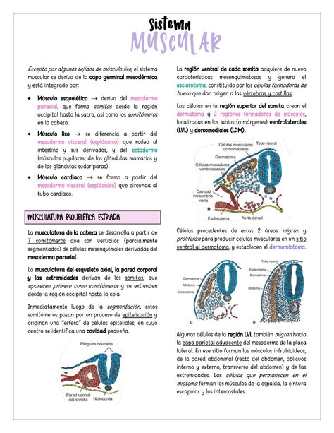 Sistema Muscular Resumen Langman Embriolog A M Dica E Excepto