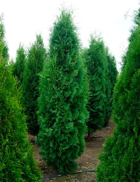 Купить саженцы туи | Питомник растений "Ёлы-палы"