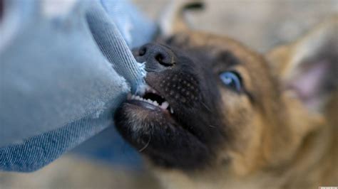 Собака в подарок за рождение ребенка — девиз кандидата в президенты ...
