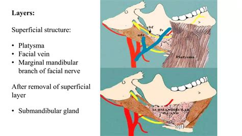 Anterior Triangles Of Neck Ppt