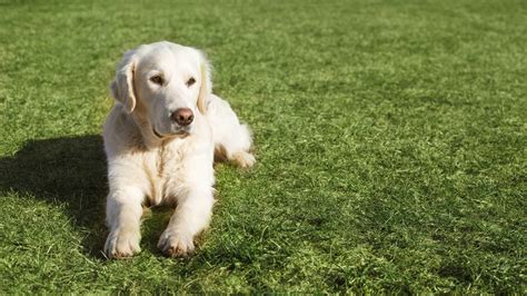 how to stop dog urine killing grass