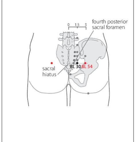 Bl 54 Acupuncture Point Acupuncture Point Locations Review