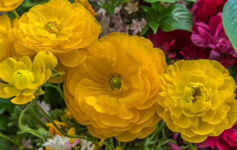 Лютики Фото Цветов – Telegraph