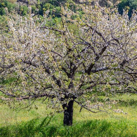 Premium Photo Cherry Blossoms In The Jerte Valley Spain