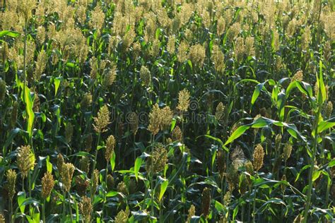 Jowar Grain Sorghum Crop Farm Stock Image Image Of Plant Sorghum