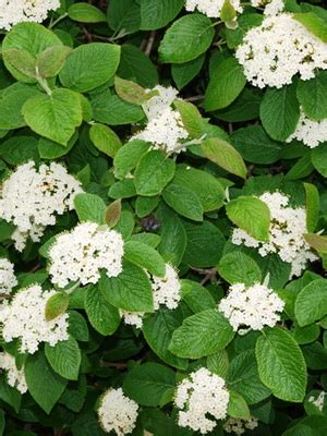 Декоративный кустарник калина: фото сортов и видов с описанием, уход и ...