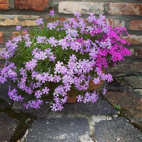 Флокс шиловидный очень эффектное весеннее почвопокровное растение. Во ...
