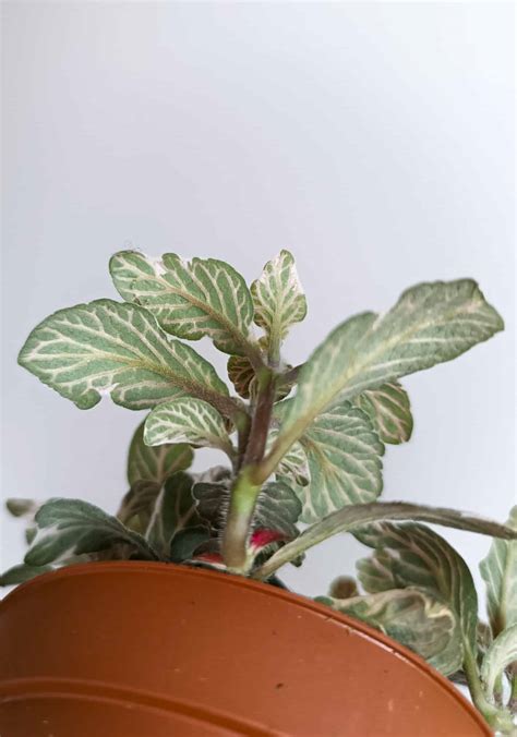 Fittonia Grey Sensation - BEGONIASYMAS.COM