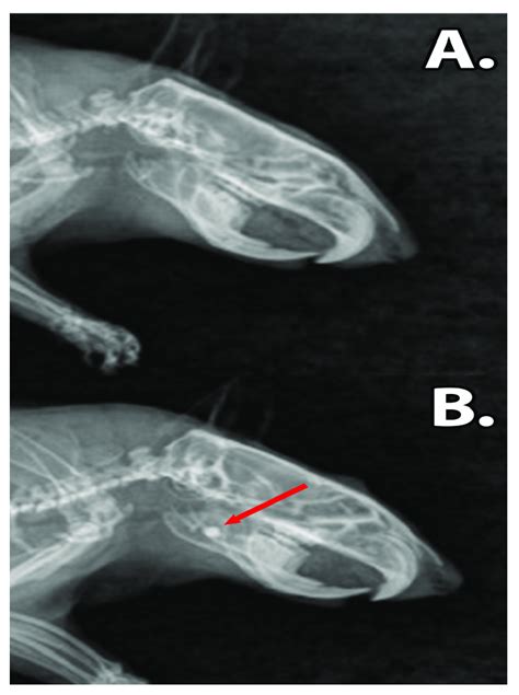 The X Ray Images Of The Rat Mandibles A Sham Surgery Group The