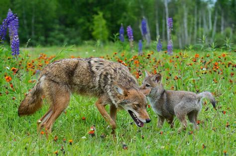 Do Coyotes Bark? Understand the 11 Common Sounds They Make - A-Z Animals