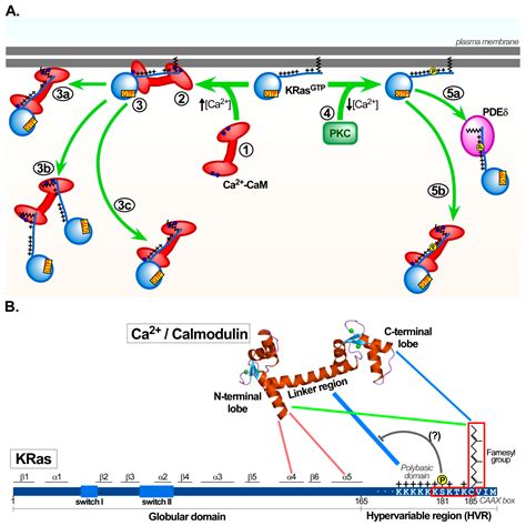 Ijms Free Full Text Pleiotropic Roles Of Calmodulin In The