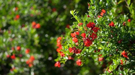 Nar Çiçeği Faydaları ve Zararları Nelerdir Merak edilen her şey Alem