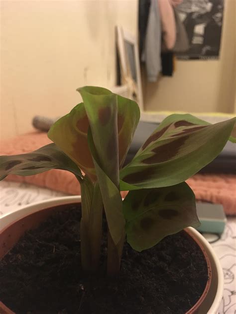 New Leaf Porn R HouseplantsUK