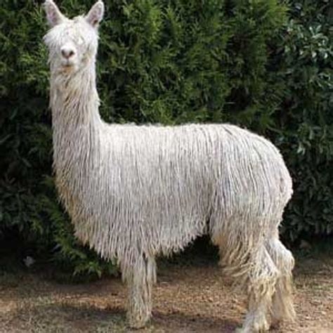 White Suri Alpaca Top | The Woolery