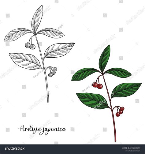 Vector Drawing Plant Ardisia Japonica Marlberry Stock Vector (Royalty