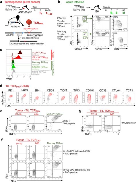 Tox Is A Critical Regulator Of Tumour Specific T Cell Differentiation