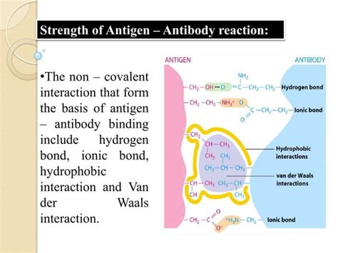 Antigen and antibody reaction | PPT