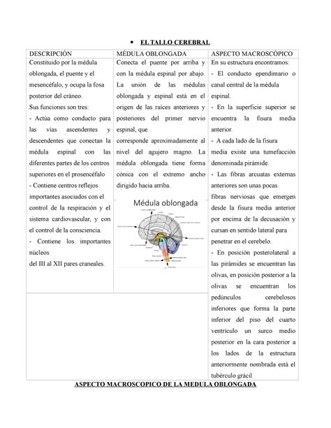 Neuro Resumen Antonimia Y Composición Cerebelo El Tallo Cerebral