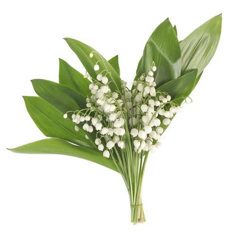 Lily Of The Valley Flowers On White Stock Image Image Of Petals