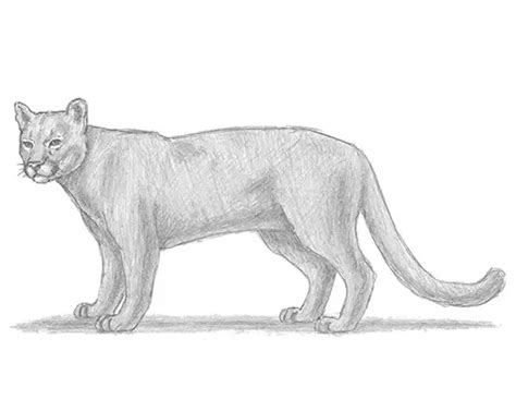 Unleash The Prowler: 10 Steps To Draw A Majestic Cougar