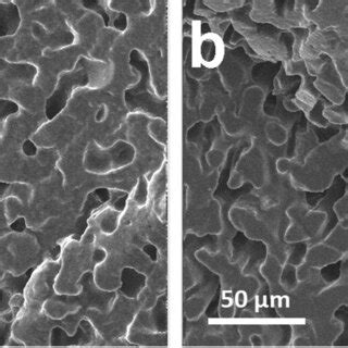 Low Magnification SEM Images Of A COPE60 And B COPE50 Polymer Blends