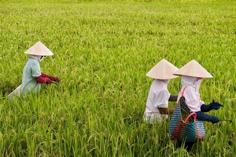 How to Get to Mekong River Delta - Best Routes & Travel Advice | kimkim