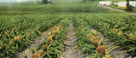 Как растет ананас в природе и в домашних условиях