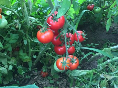 Томат Титан – характеристика и описание сорта, фото, урожайность ...