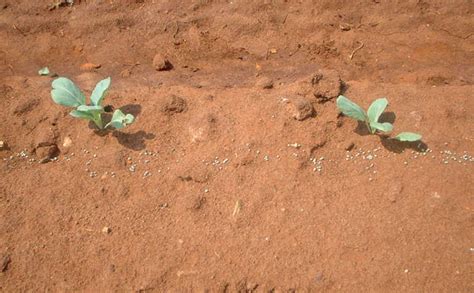 How to plant cabbage correctly