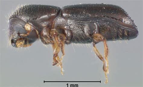 Redbay Ambrosia Beetle Xyleborus Glabratus Eichhoff