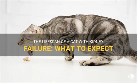 The Lifespan Of A Cat With Kidney Failure: What To Expect | PetShun