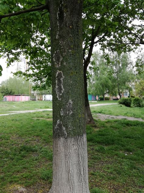 Побелка деревьев в городе | Пикабу
