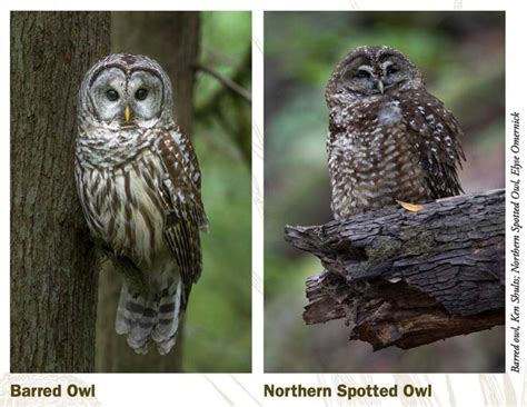 Alert Report Barred Owl Sightings Marin Audubon Society