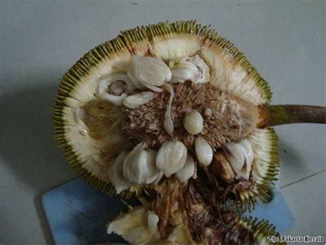 Kala Cinta Menyapa Buah Asli Indonesia