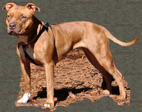 Classic American Pitbull Terrier Kennels Petsidi