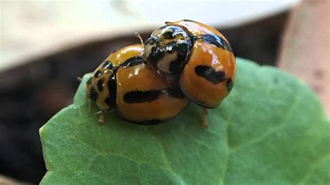 Bug Sex Variable Ladybugs Mating YouTube