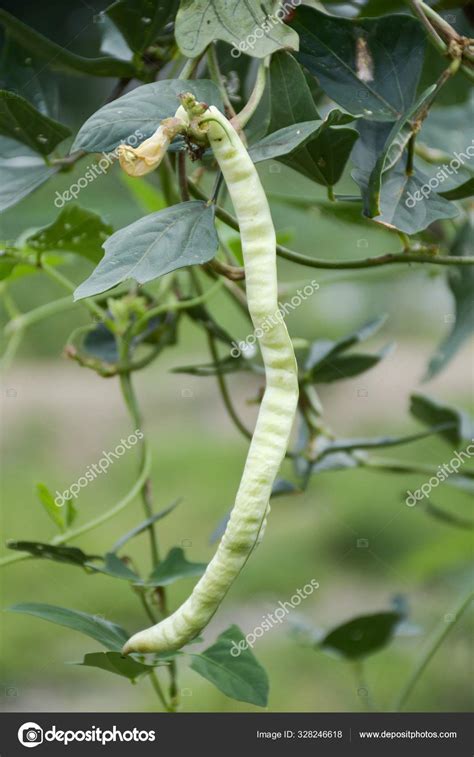 Fresh Yard Long Bean Plant Nature Garden Stock Photo by ©pongsak14 328246618