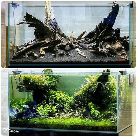 Before And After 90cm Planted Aquarium In Our Showroom With 10 Months