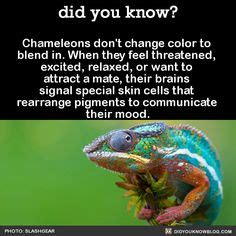 14 Best Chameleon Facts ideas | chameleon, chameleon facts, facts