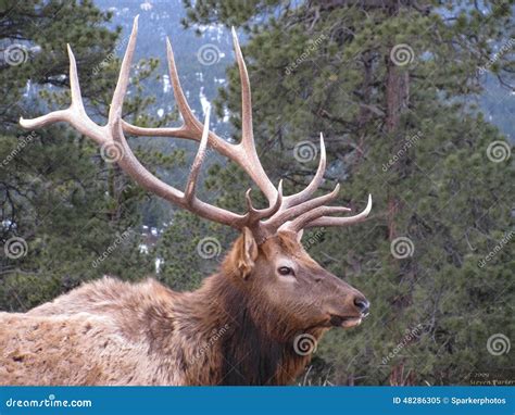 Bull Elk Stock Image Image Of Wildlife Branches Hide 48286305