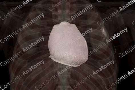 Pericardium | Complete Anatomy