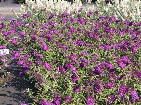 Буддлея нано перпл (76 фото) - фото - картинки и рисунки: скачать бесплатно