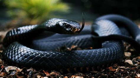🔥 [50+] Black Snake Wallpapers | WallpaperSafari