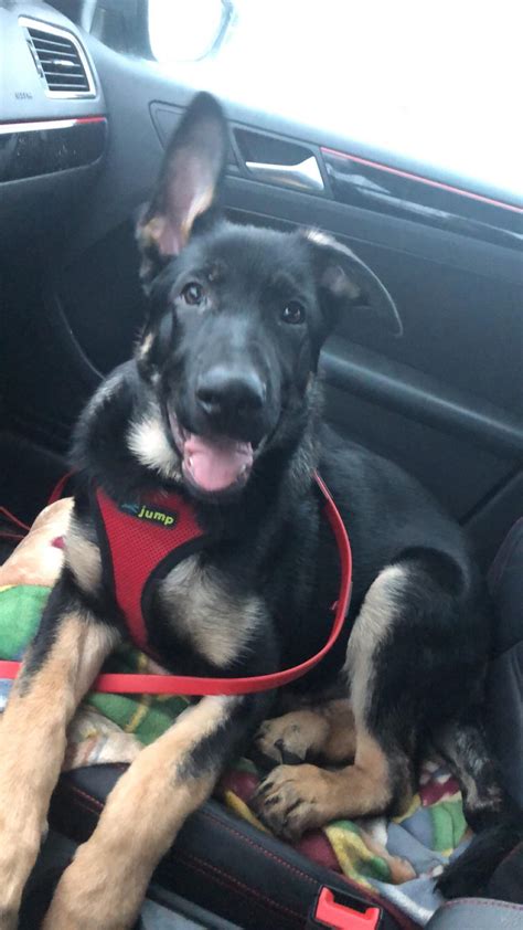 My 3.5 month GSD and his current ear situation 😂 : r/dogpictures