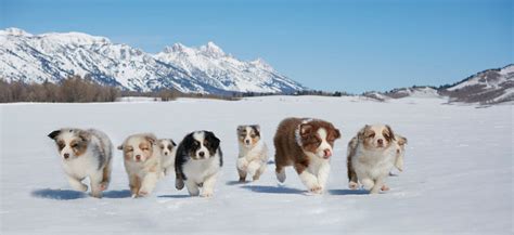 Our Dogs Green Valley Australian Shepherds