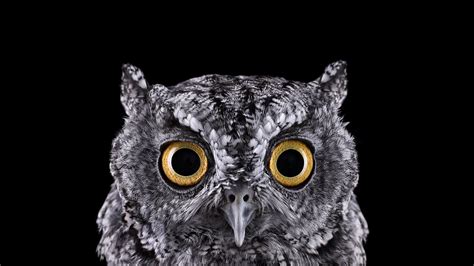 photography, Animals, Birds, Owl, Simple Background, Nature, Selective ...