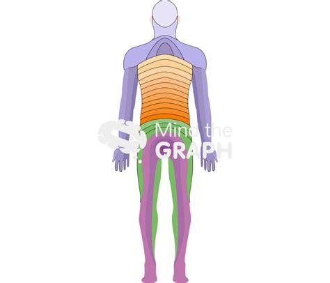 Dermatomes Man Anatomic Back