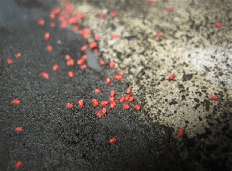 赤いクモみたいな小さい虫「タカラダニ」の特徴6つ！小さくても毒はある？【プロ監修】 | タスクル