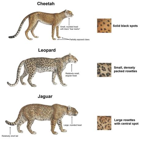 Cheetah vs. Leopard vs. Jaguar - Awesome | Jaguar animal, Jaguar